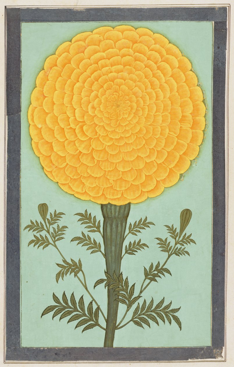 En ringblomma, från Small Clive Album (wc på papper) av Mughal School