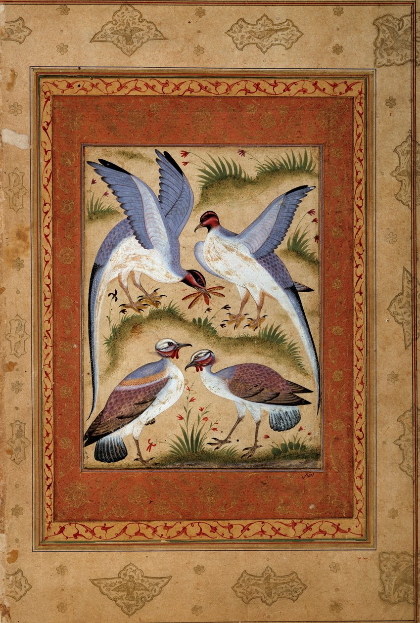 Fåglar. Miniatyr gouache från moghole skolan. 1590-1600. Paris, Guimet-museet, Nationalmuseet för asiatisk konst av Mughal School