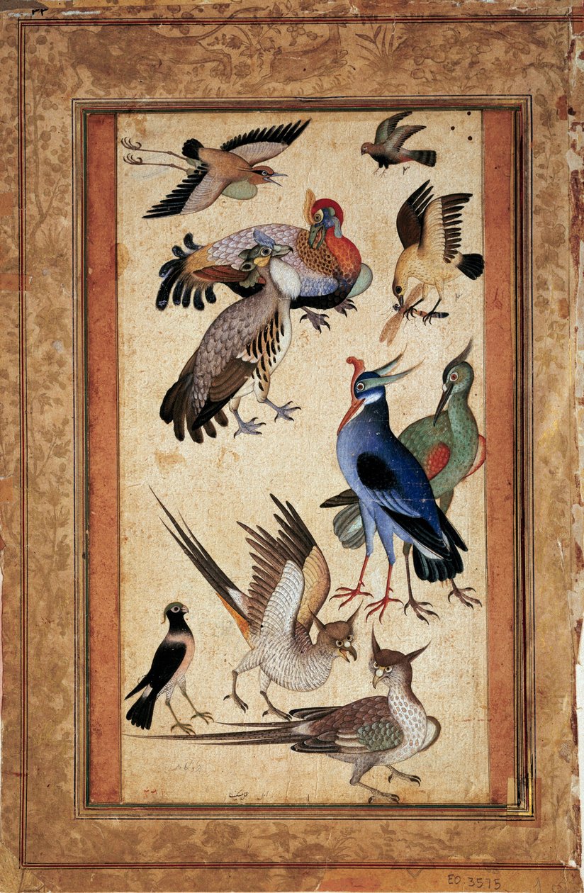 Tio fåglar. Miniatyrmålning på gouache av skolmoghole av Mughal School