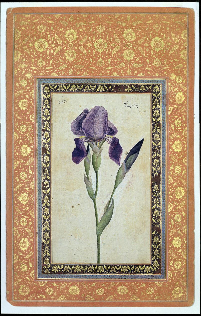 Blue Iris, 1663-64 (ogenomskinlig wc och bläck på papper) av Muhammad Zaman