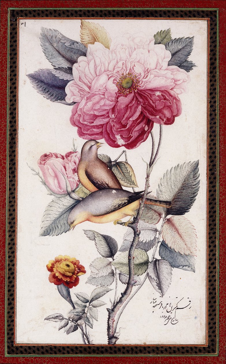 Gul-o Bulbul, ca. 1849-50 (akvarell på papper) av Muhammad Baqir