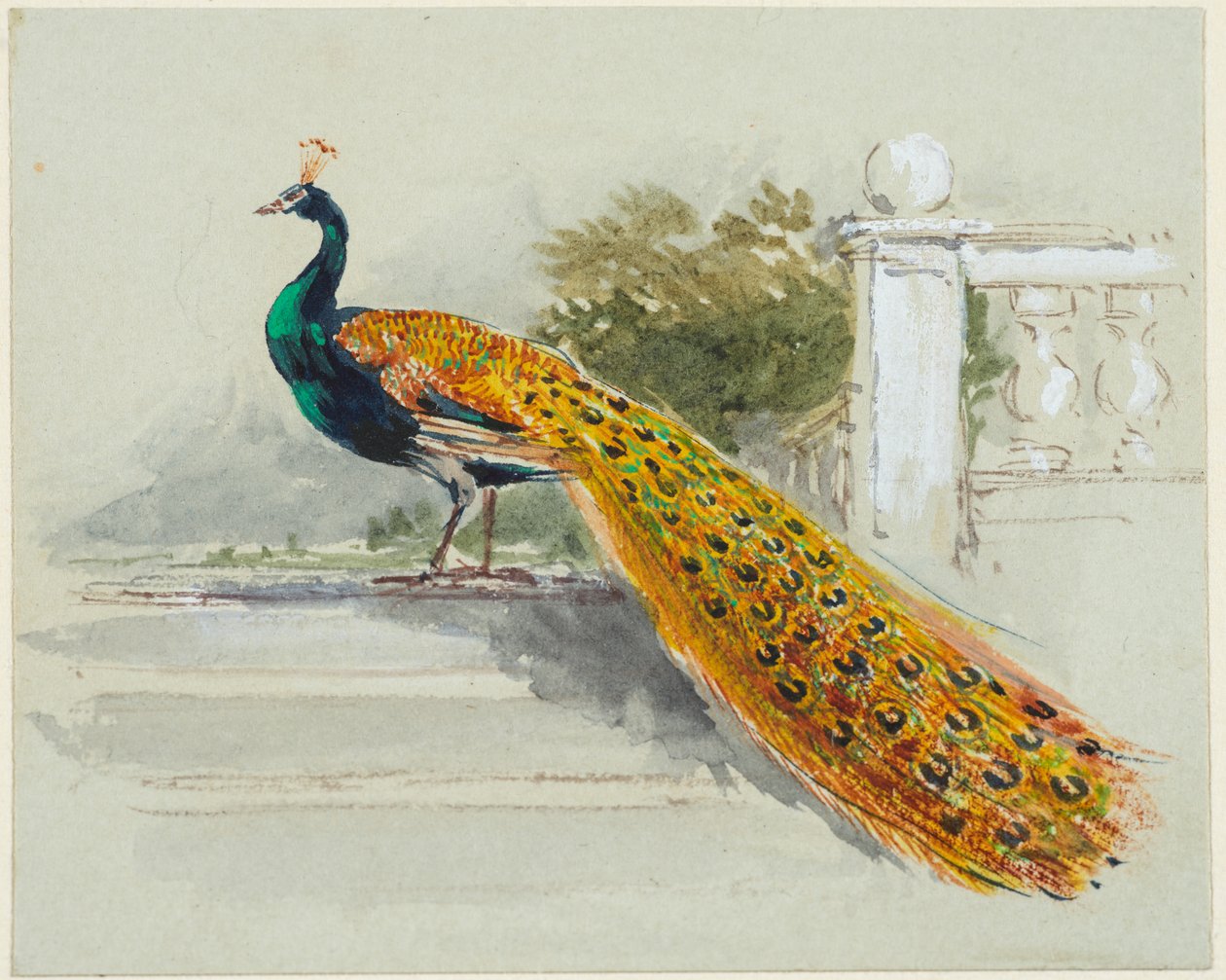 Peacock, ca 1640-99 (penna & svart & brunt bläck, akvarell, kroppsfärg på ljusblått vävt papper) av Myles Birket Foster
