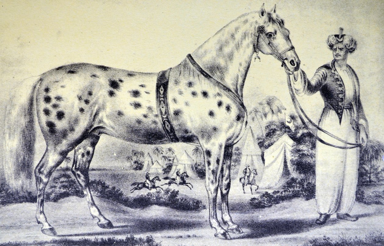 Currier & Ives Illustration 1800-talet. En korrekt likhet med Mr H Rockwells Horse Alexander, Bowery Amphitheatre, New York 17 mars 1840 av N. and Ives, J.M. Currier