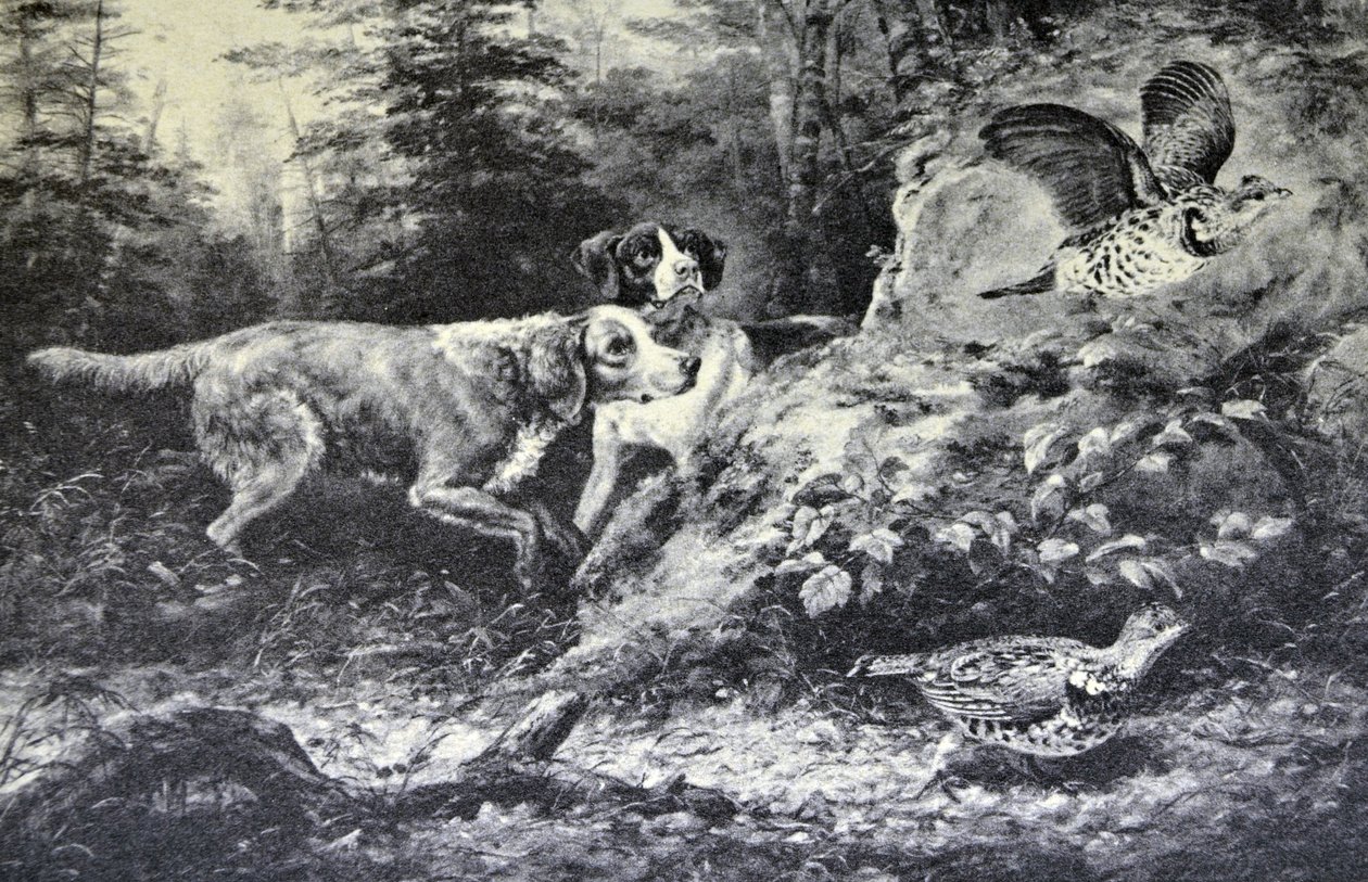 Currier & Ives Illustration 1800-talet. Amerikansk fältsport. Flushd (original oljemålning av Arthur Fitzwilliam Tait, N.A., från vilken trycket gjordes. av N. and Ives, J.M. Currier