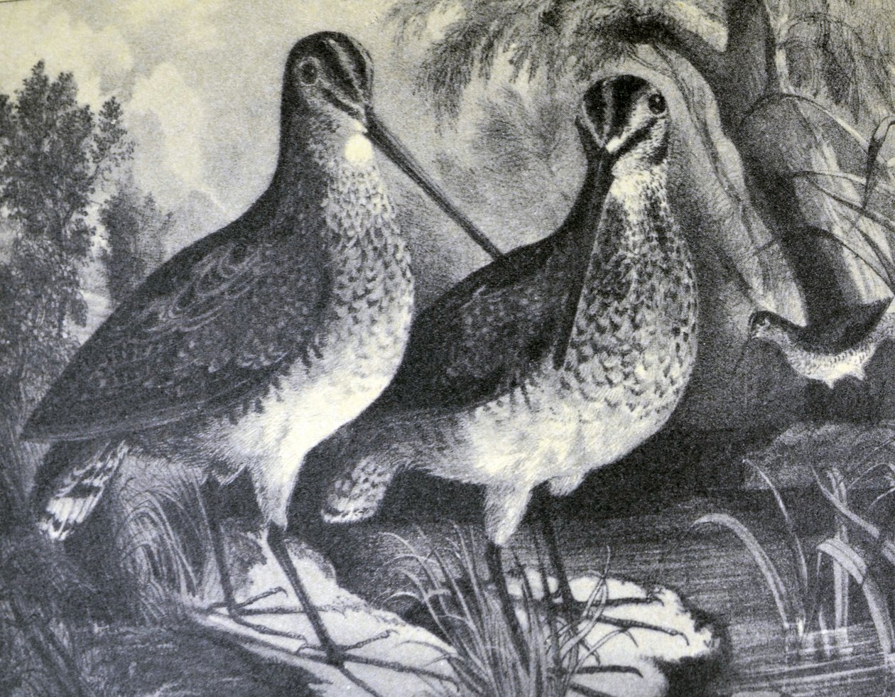 Currier & Ives Illustration 1800-talet. Engelsk Snipe av N. and Ives, J.M. Currier