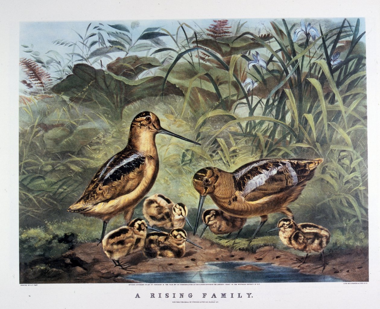 En familj som reser sig. Av Arthur Tait . 1857 (litografi) av N. and Ives J.M. (1824 95) Currier