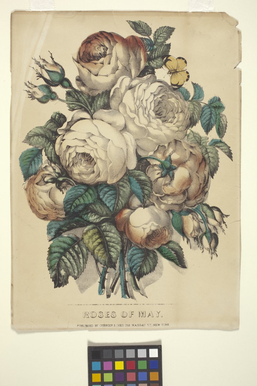 Rosor av maj (handfärgad litografi) av N. and Ives J.M. (1824 95) Currier