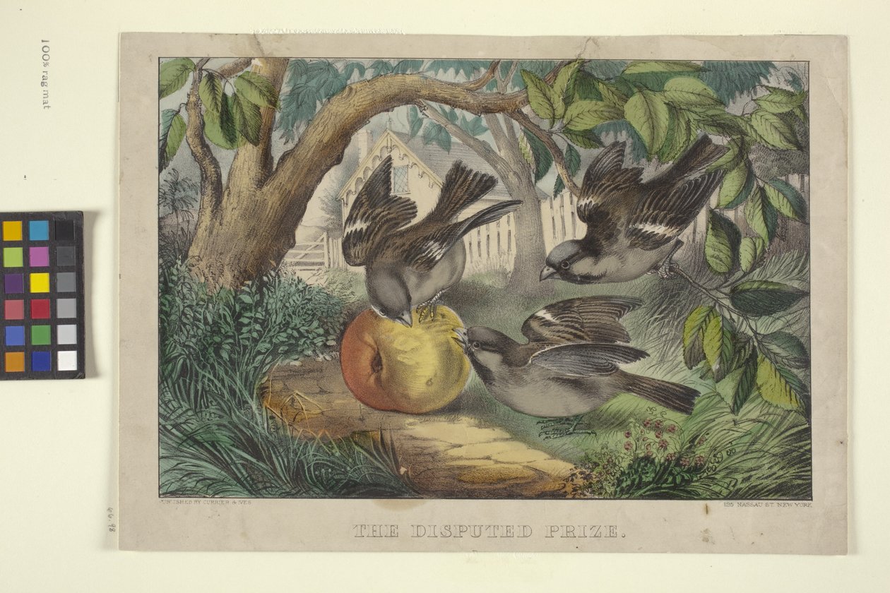 Det omtvistade priset (handfärgad litografi) av N. and Ives J.M. (1824 95) Currier
