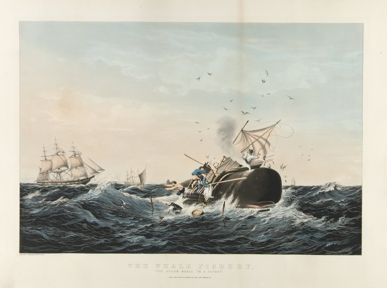 The Whale Fishery: Kaskelot 
