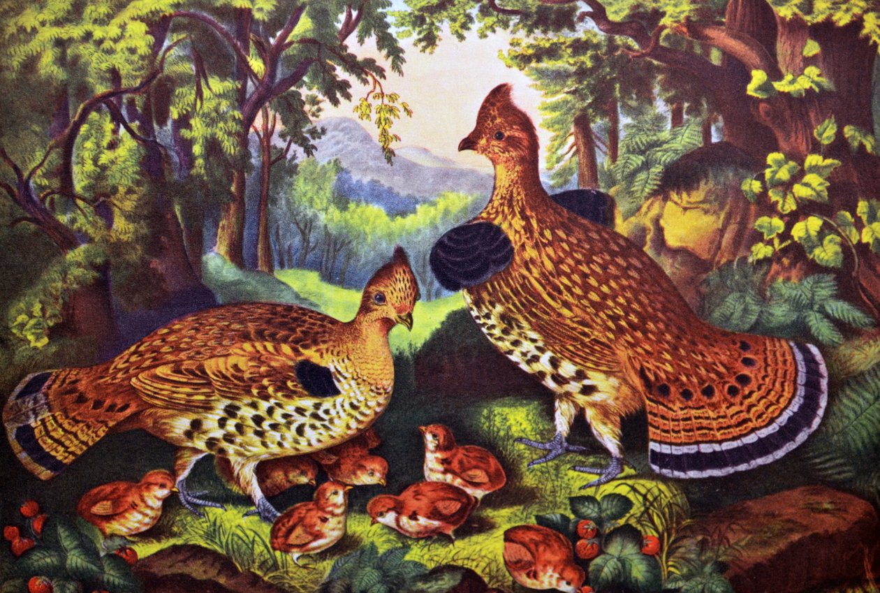 Den lyckliga familjen, ruffed grouse och unge av N. and Ives, J.M. Currier