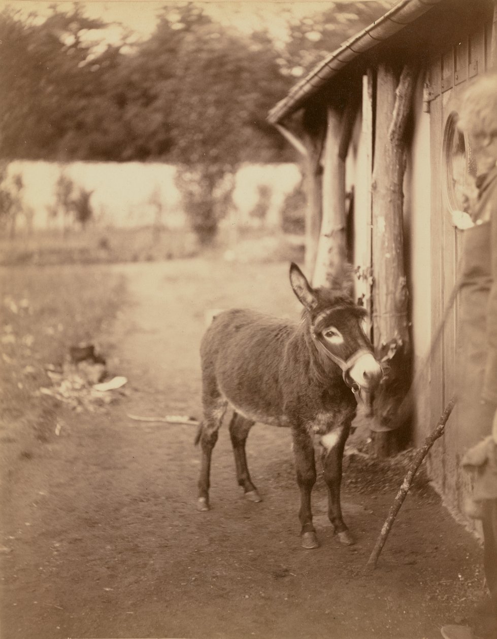 Sénart, åsnan från Biribi av Nadar [Gaspard Félix Tournachon]