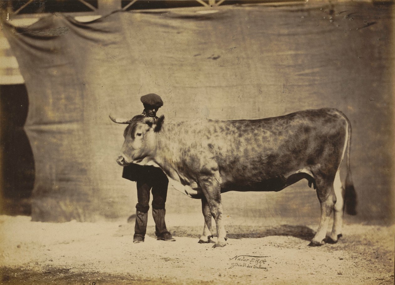 Garonnaise ko, 5 till 6 år gammal,1856 (foto) av Nadar Jeune (1825 1903)