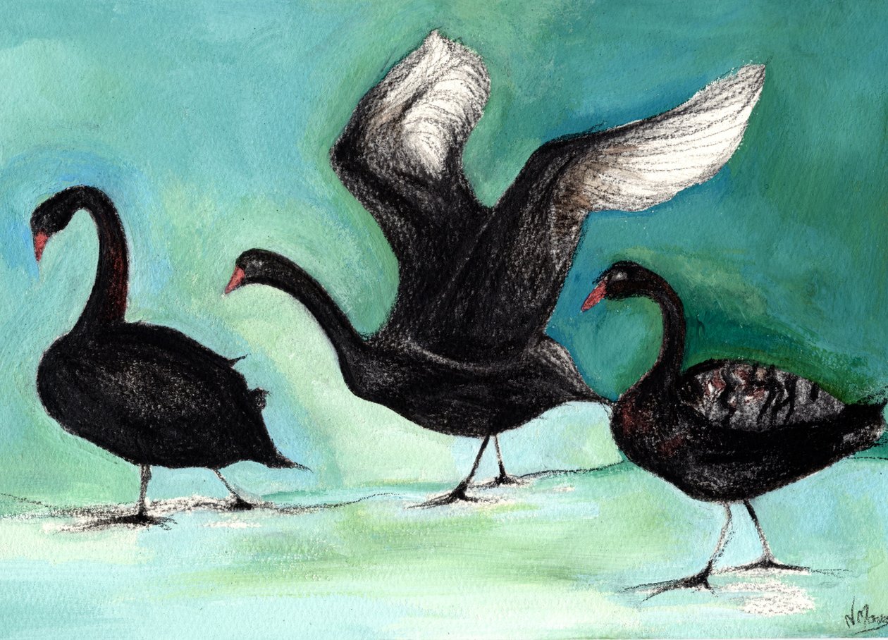 A ballet of Black Swans, 2013, (kol och gouache på kort) av Nancy Moniz Charalambous