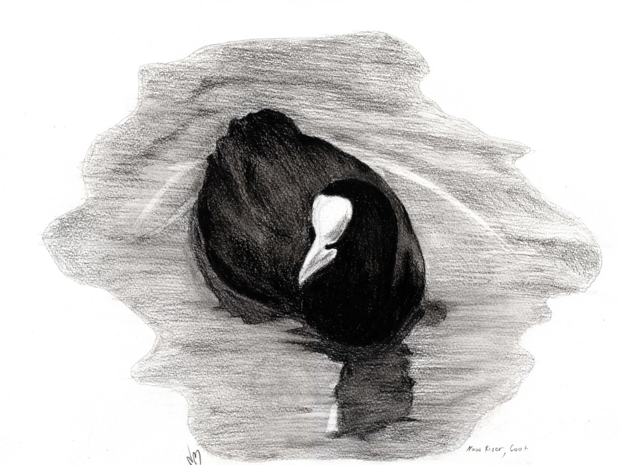 Coot of London, 2013 (kol på papper) av Nancy Moniz Charalambous