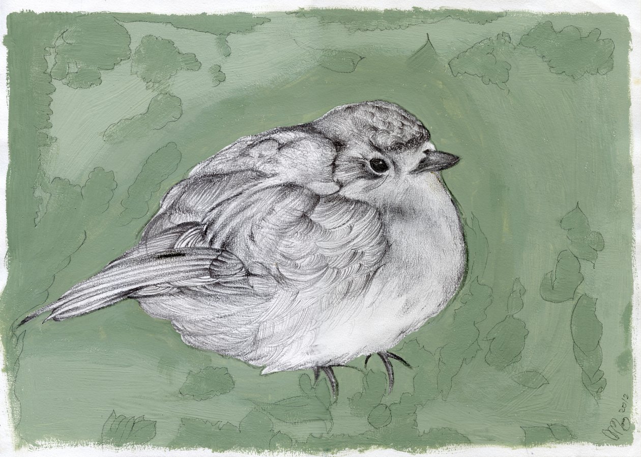 Plump Little Robin, 2012, (gouache, penna på papper) av Nancy Moniz Charalambous
