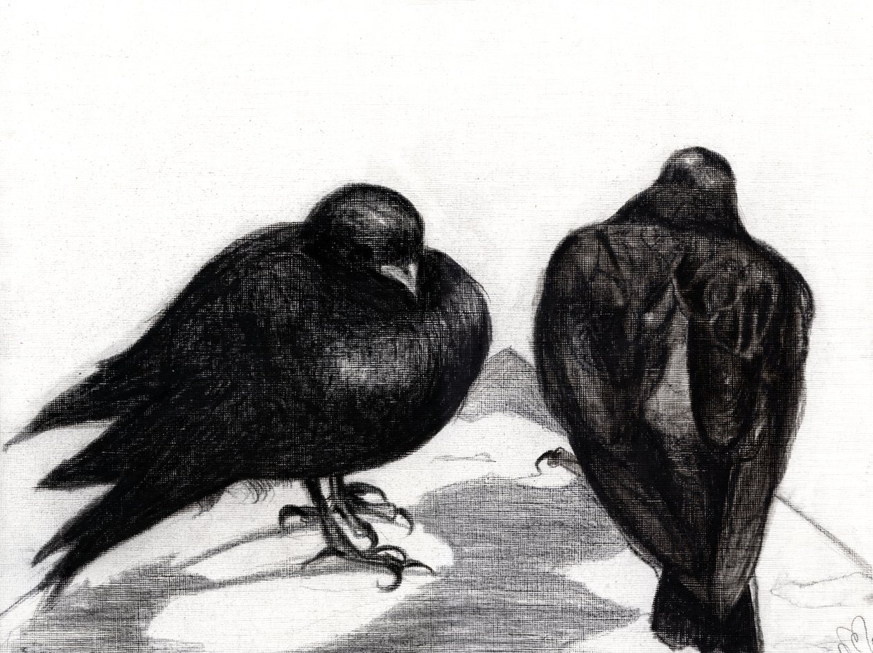 Serious Pigeon Situation, 2012, (kol på papper) av Nancy Moniz Charalambous