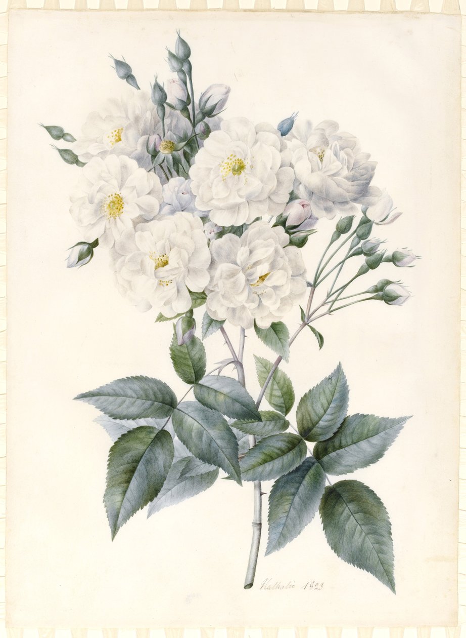 Noisette Rose, 1823 (wc und bodycolour med lite gummi arabicum, över spår av grafitkontur på preparerat pergament) av Nathalie d