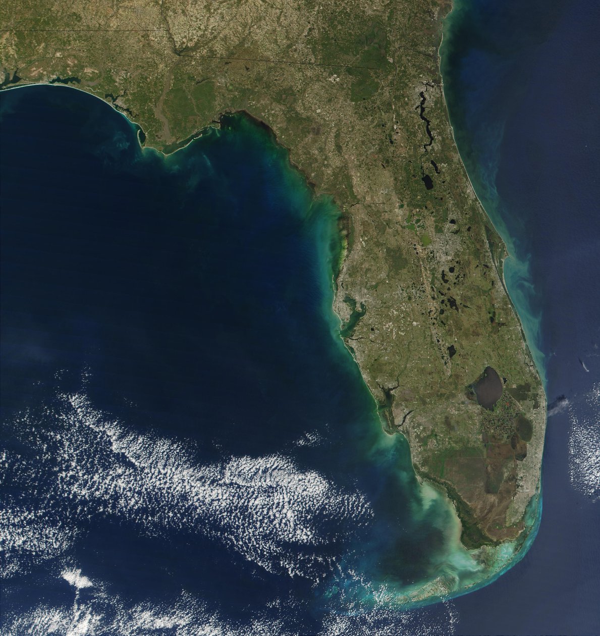 På den här satellitbilden är blomning av den giftiga algen Karenia brevis synlig längs Floridas västkust. (kredit: Jacques Descloitres, NASA) av National Aeronautics and Space Administration National Aeronautics and Space Administration