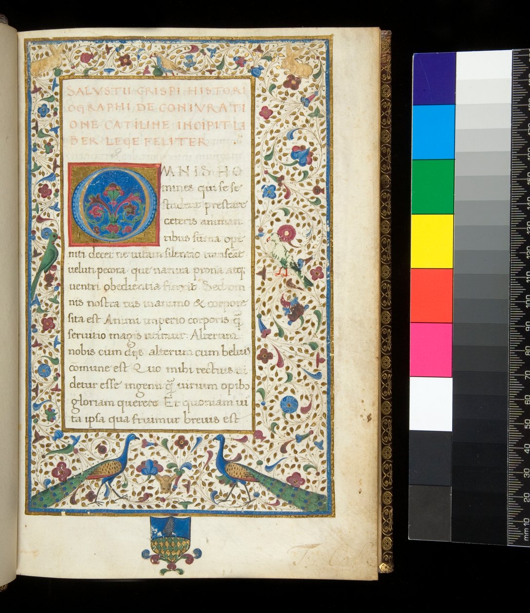 Ms 336. Sallust, Catilina och Jugurtha, f.1r. Fullt upplyst bård med påfåglar, kaniner, gröna parakiter och en duva av Neapolitan School