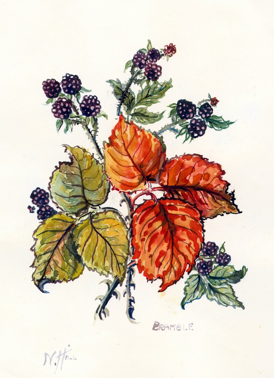 Bramble (wc på papper) av Nell Hill