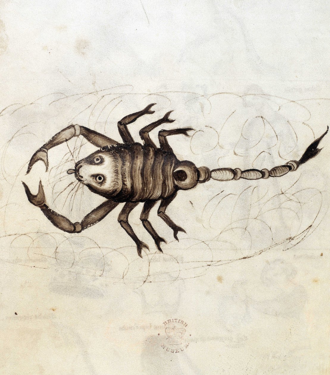 Sloane 3983. Folio nr: 23 Stjärntecknet Skorpionen (vellum) av Netherlandish School