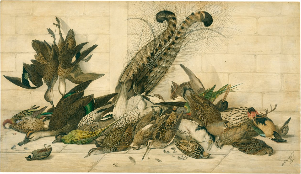 Australiska gamebirds av Neville HP Cayley