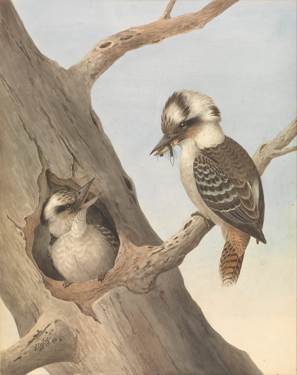 Skrattar Kookaburra, Dacelo novaeguineae av Neville HP Cayley