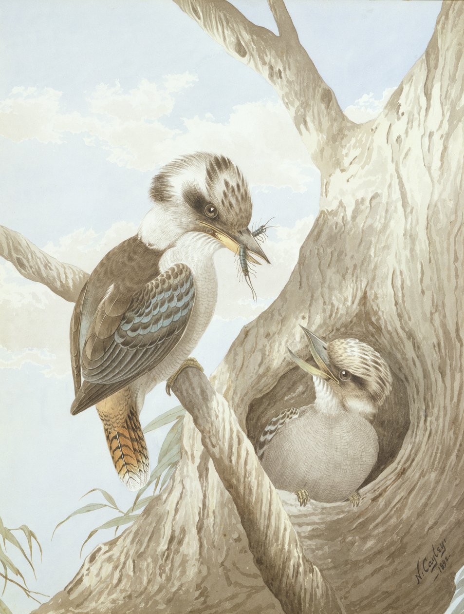 Kookaburras matar i ett bo i ett träd, 1892 av Neville HP Cayley