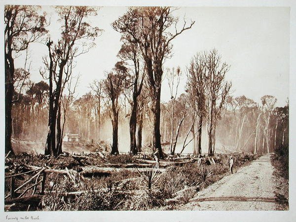 Seventy-Mile Bush (sepiafoto) av New Zealander Photographer
