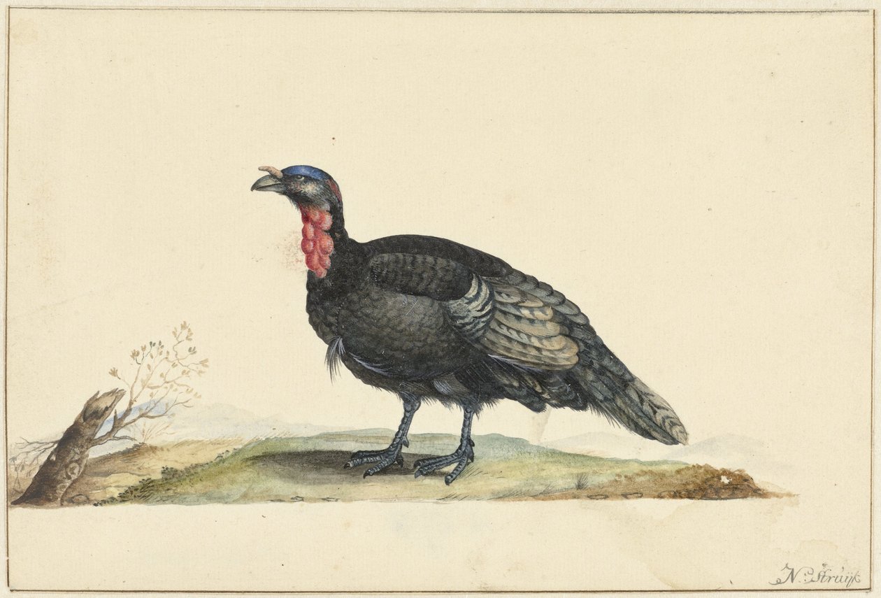 Fågel med svarta fjädrar och en röd skörd, stående, vänd åt vänster av Nicolaas Struyk