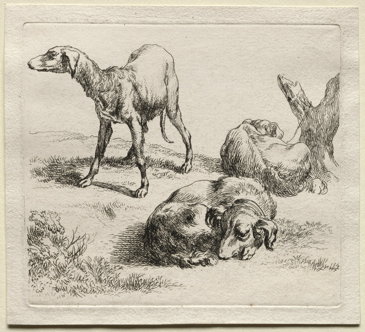 Animalia: Tre jakthundar av Nicolaes Berchem