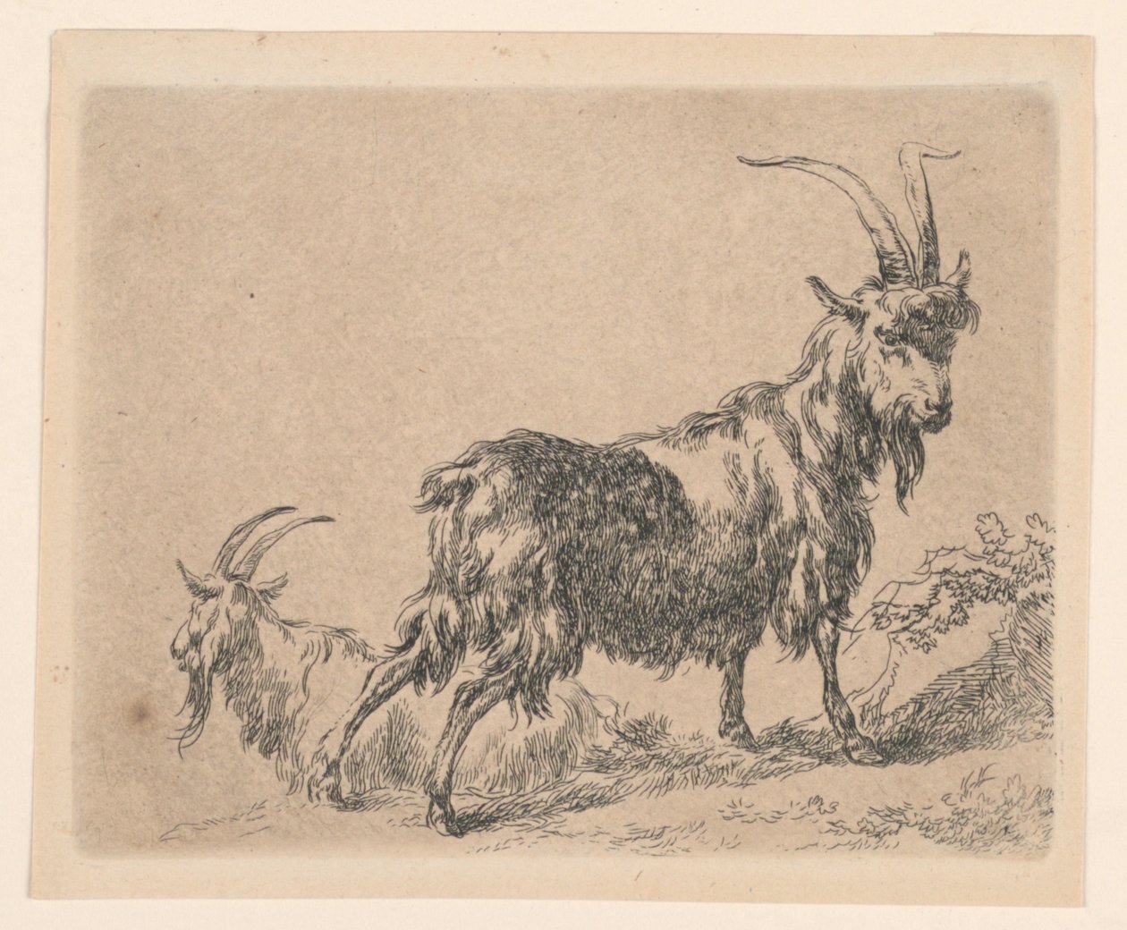 Två getter, från Berchems "Animalia" (Djur) av Nicolaes Berchem