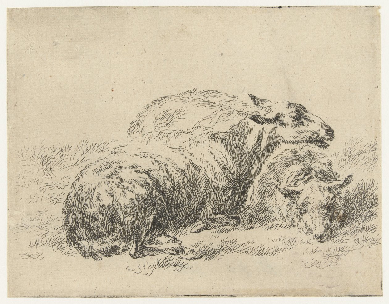 Twee ligende schapen Schapen (serietitel) Djur dragna till liv och tryckta med vatten för stark luft av Studio and Art of Nicolai Berchem (serietitel) av Nicolaes Pietersz Berchem