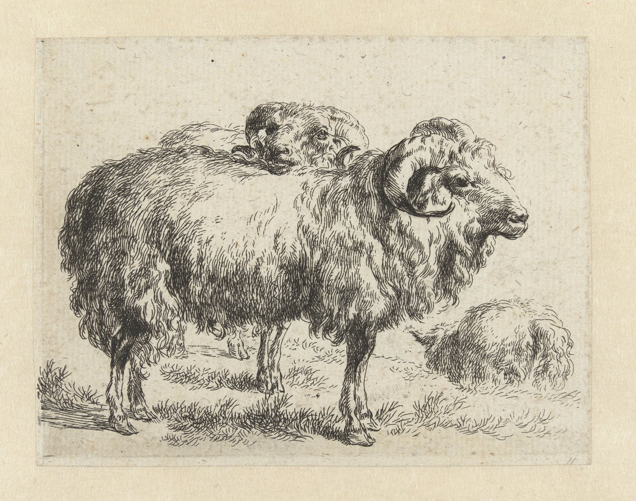 Twee rammen en een schaap Schapen (serietitel) Djur som dras till liv och trycks i vatten av stark luft av Studio and Art of Nicolai Berchem (serietitel) av Nicolaes Pietersz Berchem
