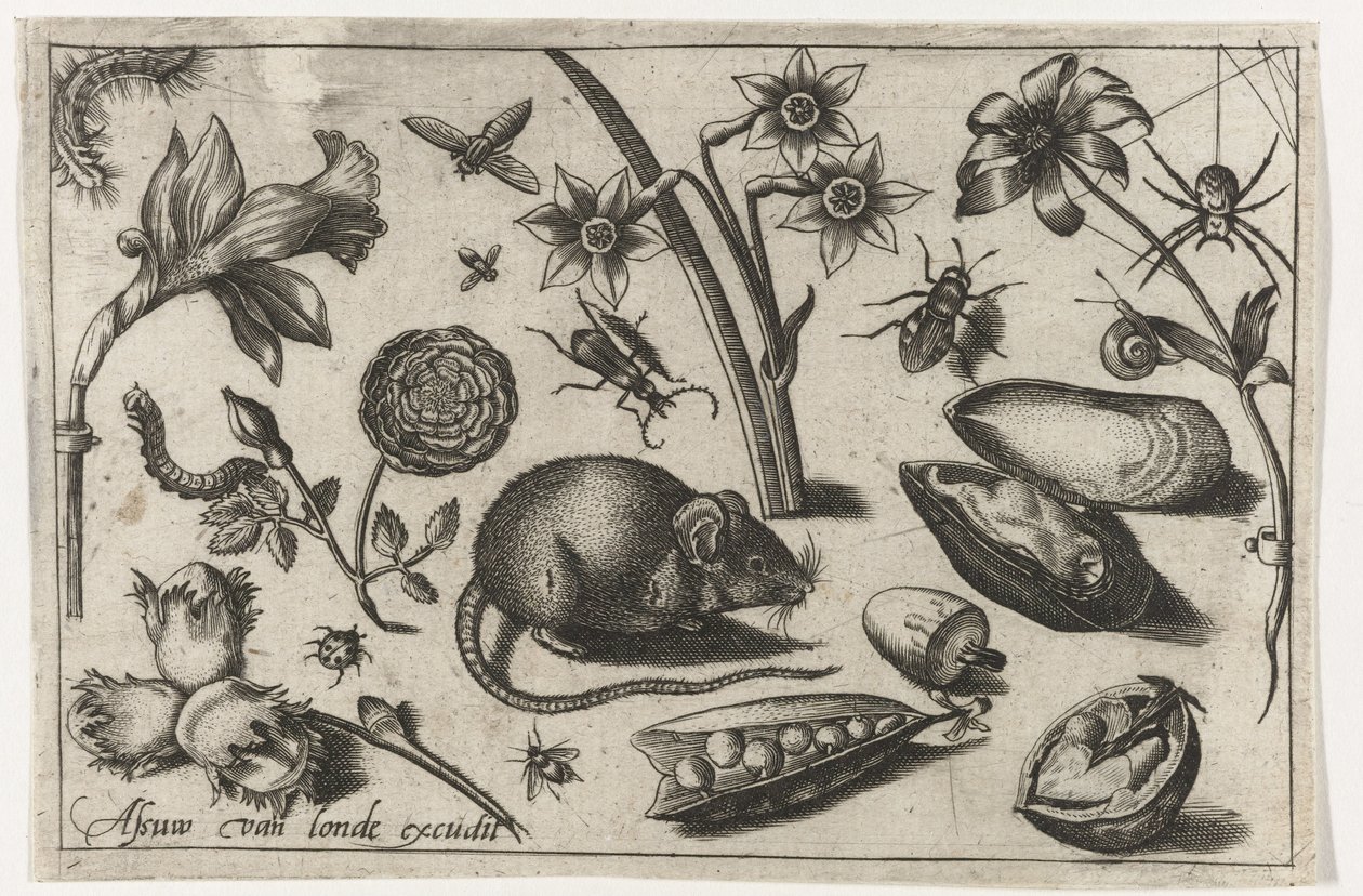 Blommor, en mus, insekter och en mussla Fåglar, blommor, insekter etc. (serietitel) av Nicolaes de Bruyn (possibly)