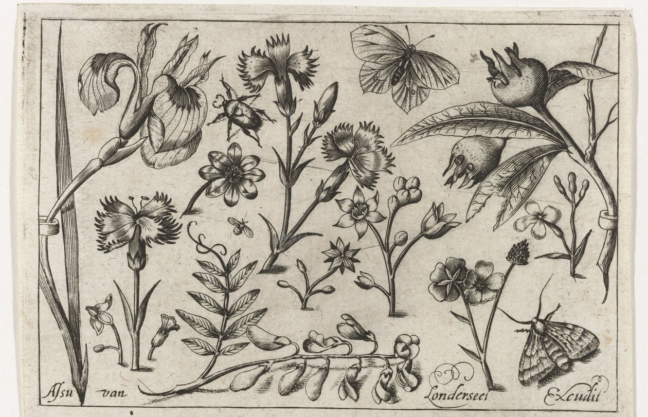 Blommor och fjärilar Fåglar, blommor, insekter etc. (serietitel) av Nicolaes de Bruyn (possibly)