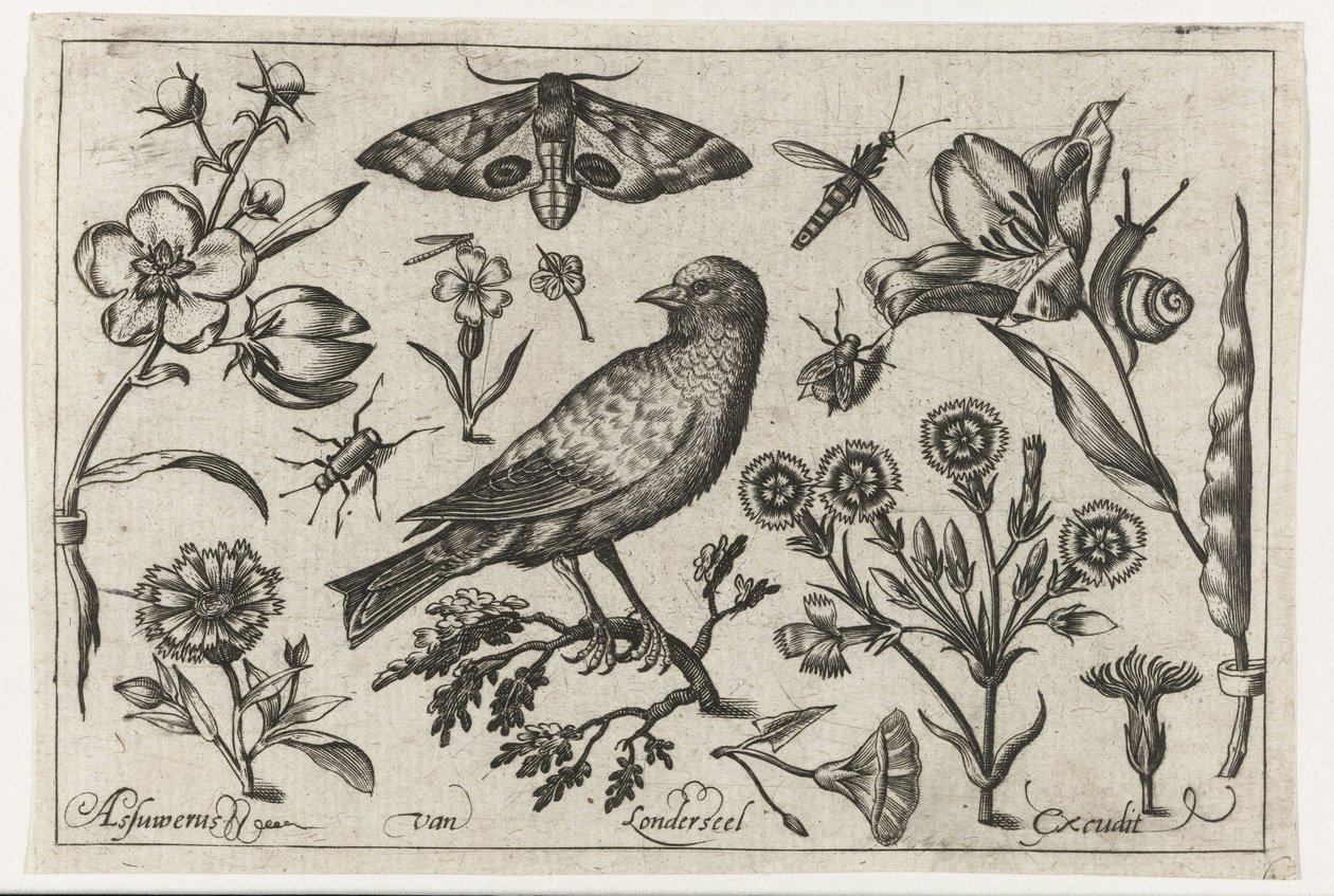 Blommor, insekter, nattpåfågelöga och en kråka Fåglar, blommor, insekter etc. (serietitel) av Nicolaes de Bruyn (possibly)