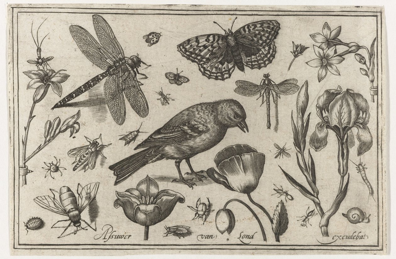 Blommor, trollslända och fågel Fåglar, blommor, insekter etc. (serietitel) av Nicolaes de Bruyn (possibly)