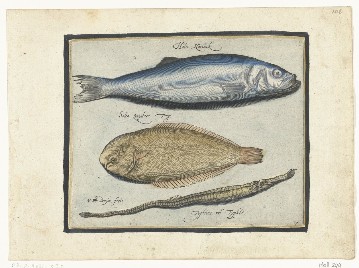 Sill, tunga och pipfisk Libelivs diverse Genera piscium complectens (serietitel) Sötvattensfisk, havsfisk, grodor, kräftdjur och havsdjur (serietitel) av Nicolaes de Bruyn