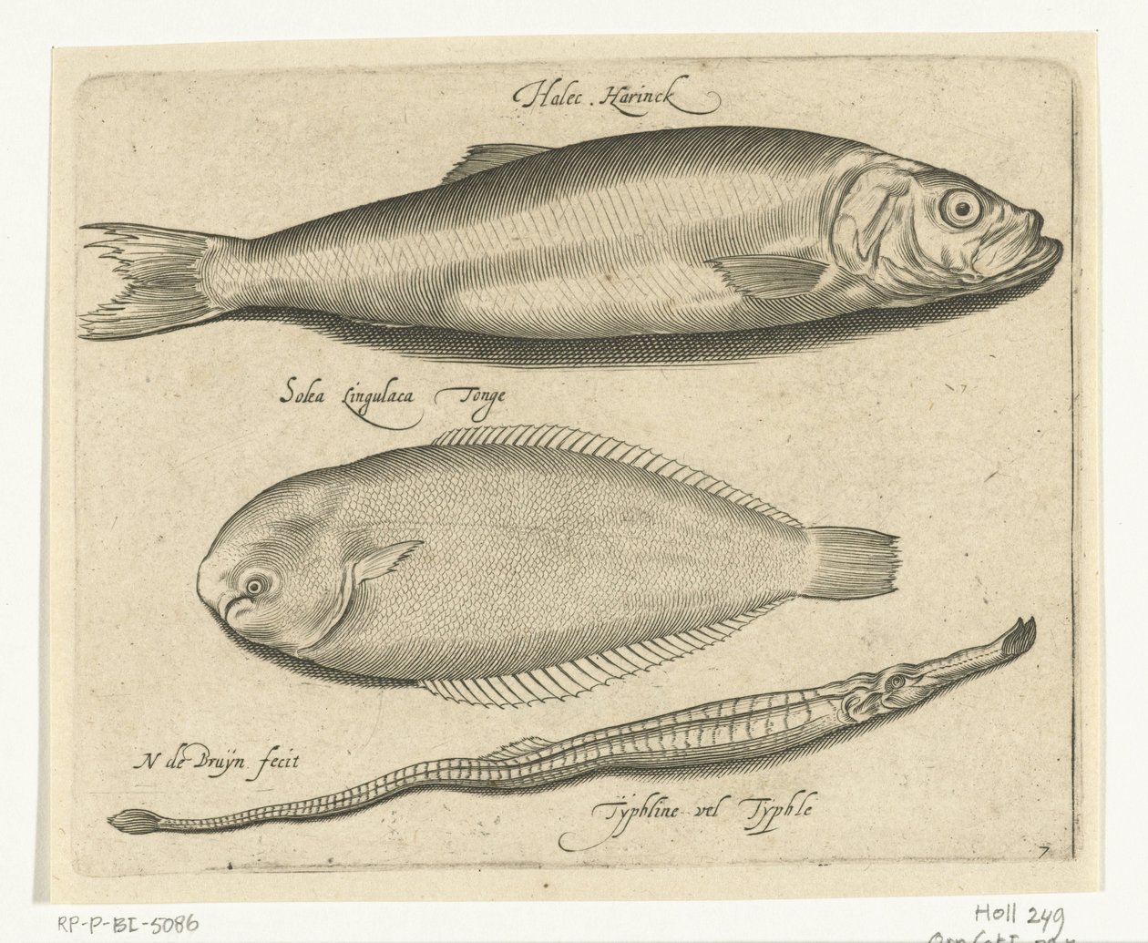 Sill, tunga och pipfisk Libelivs diverse Genera piscium complectens (serietitel) Sötvattensfisk, havsfisk, grodor, kräftdjur och havsdjur (serietitel) av Nicolaes de Bruyn
