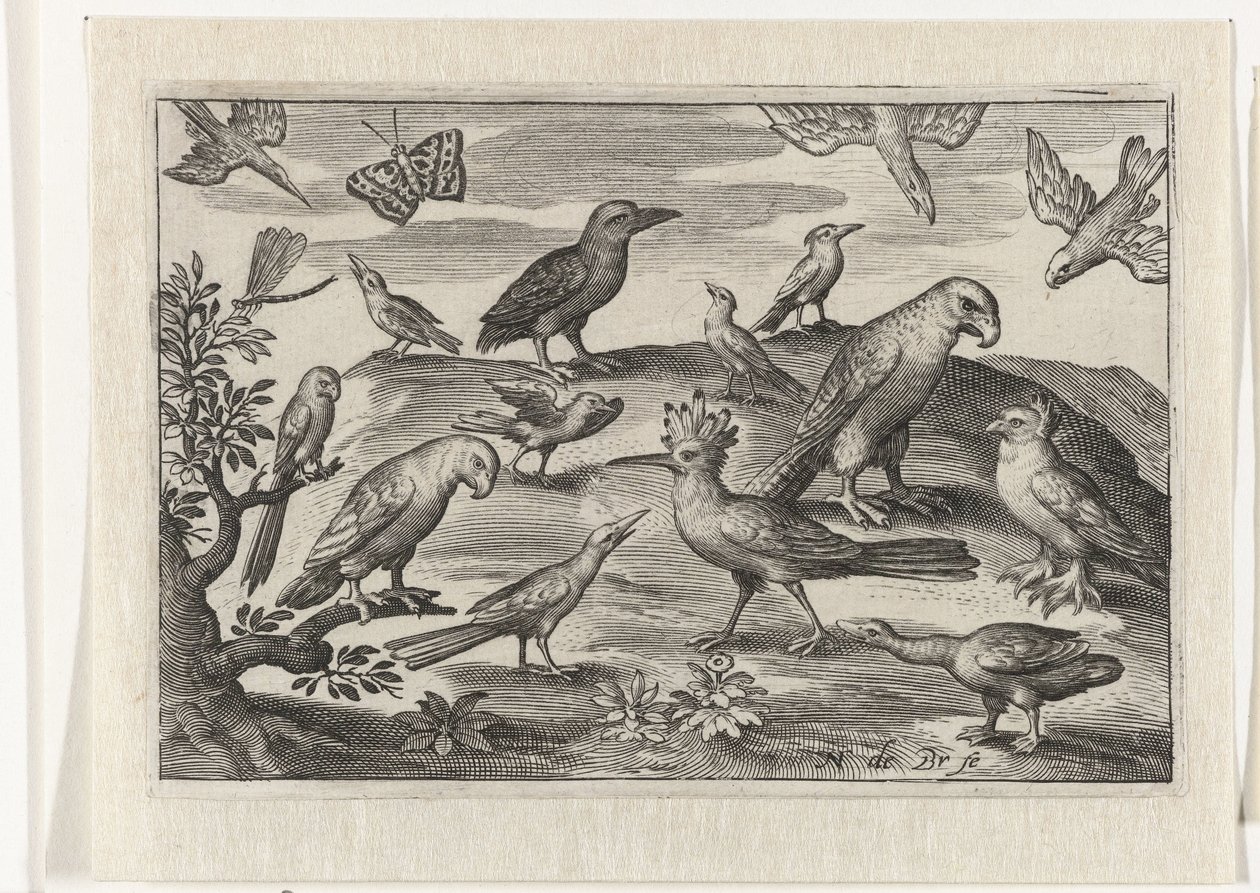 ヤツガシラと他の鳥 鳥と昆虫（連載タイトル）スウェーデン語 av Nicolaes de Bruyn