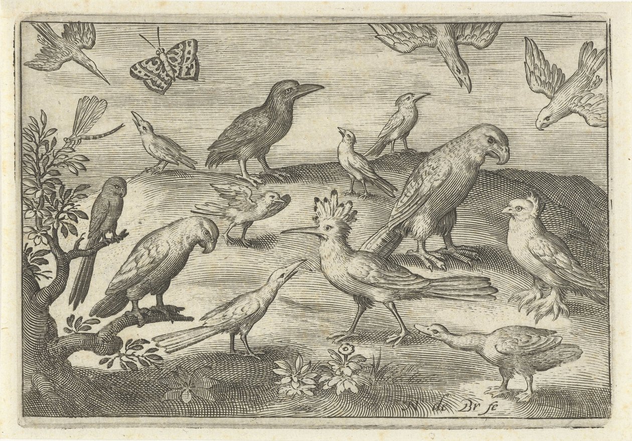 Humle och andra fåglar Fåglar och insekter (serietitel) av Nicolaes de Bruyn