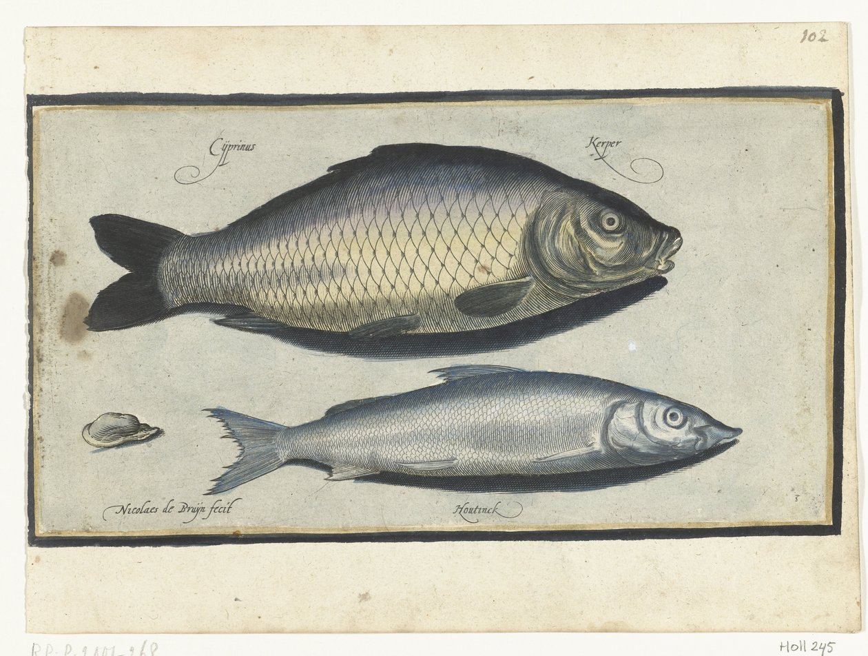 Karp och Houting Libelivs varia Genera piscium complectens (serietitel) Sötvattensfisk, havsfisk, grodor, kräftdjur och havsdjur (serietitel) av Nicolaes de Bruyn