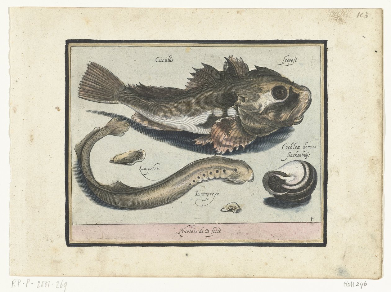 Gurnard, stick och snigelskal Libelivs varia Genera piscium complectens (serietitel) Sötvattensfisk, havsfisk, grodor, kräftdjur och havsdjur (serietitel) av Nicolaes de Bruyn
