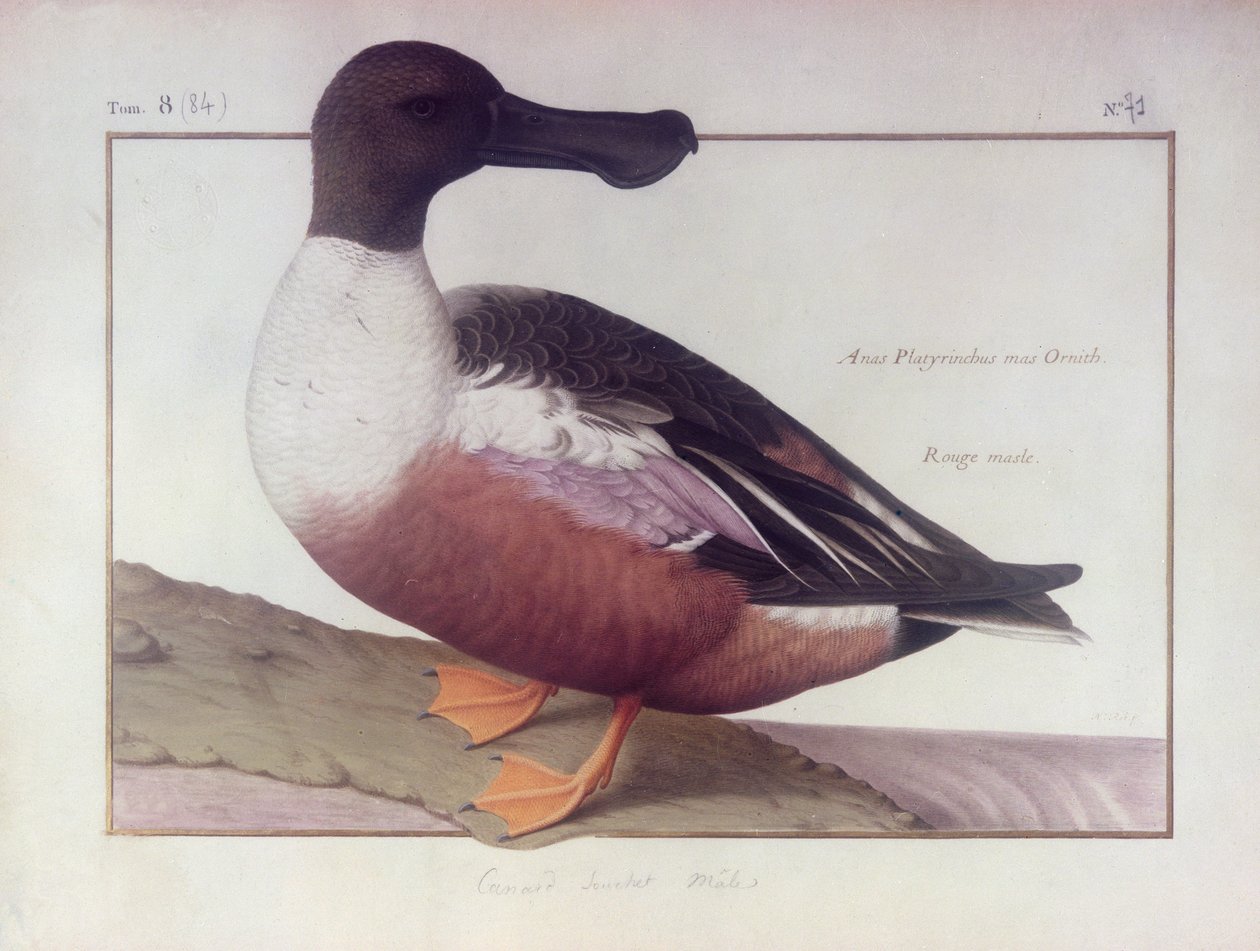 A Northern Shoveler (wc på veläng) av Nicolas Robert