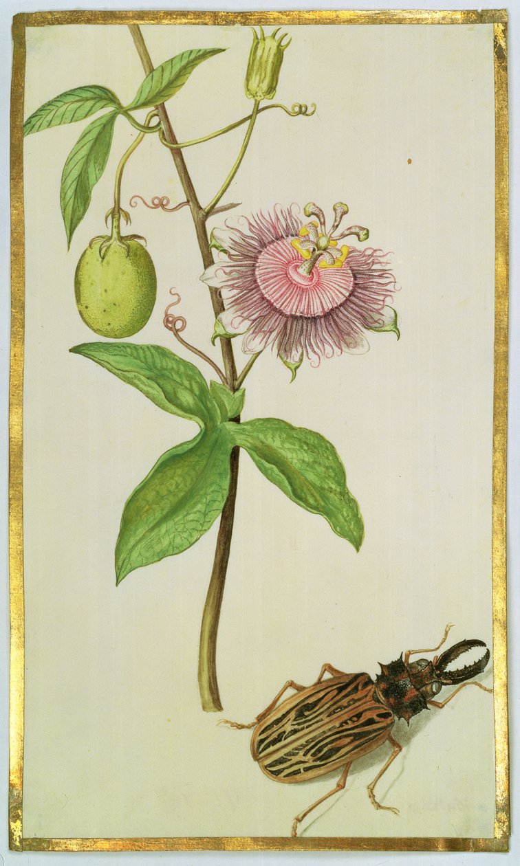 Exotisk växt och skalbagge, ca 1675 (gouache på veläng) av Nicolas Robert