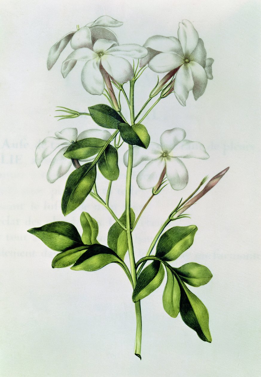 Fol.30 Jasmine, från 