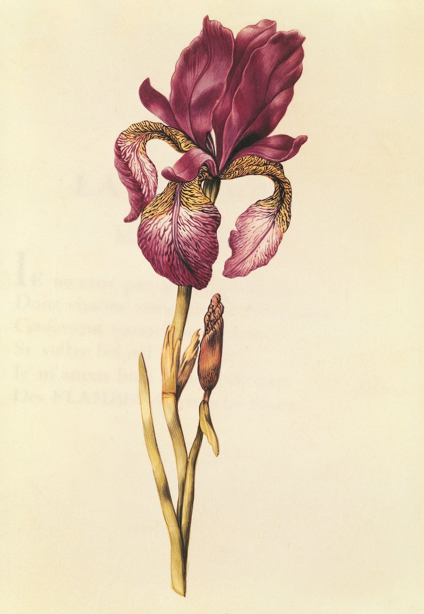 Iris, från 