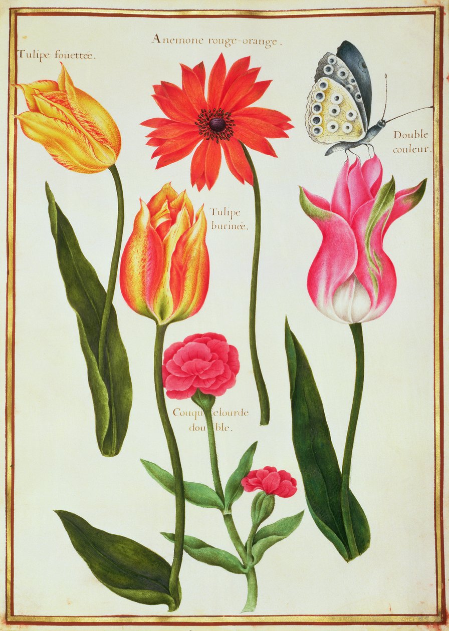 PD.109-1973.f27 Tulpaner, anemone, Lychnis och en fjäril (wc på veläng) av Nicolas Robert