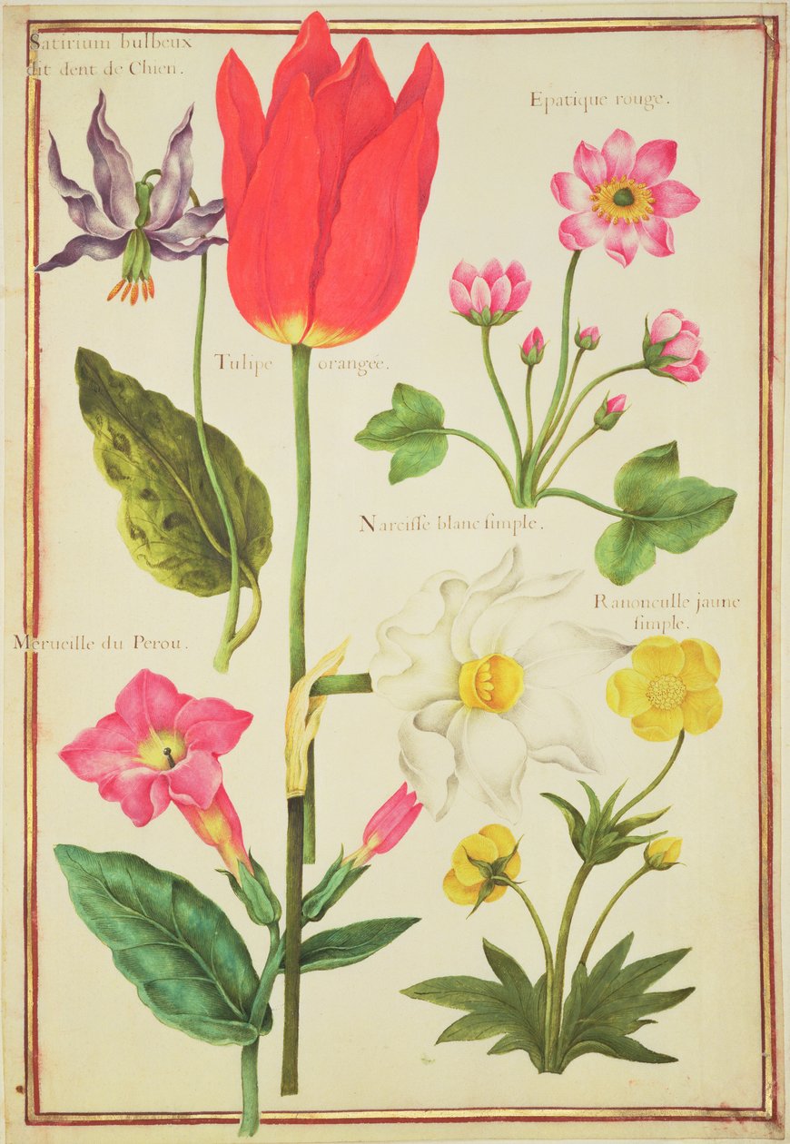 PD.109-1973.f34 Blomsterstudier (wc på veläng) av Nicolas Robert